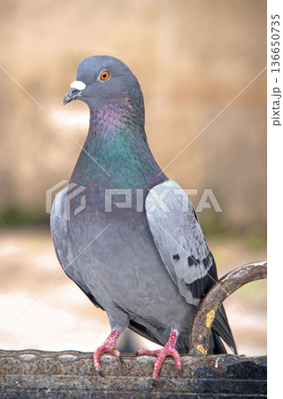 Close-up of Pigeon with Iridescent Feathers. High-quality portrait of a wild pigeon showcasing colorful neck plumage and sharp detail in a soft natural setting. Close-up of Pigeon with Iridescent Feathers. High-quality portrait of a wild pigeon showcasing colorful neck plumage and sharp detail in a soft natural setting. 136650735