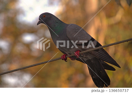 Close-up of Pigeon with Iridescent Feathers. High-quality portrait of a wild pigeon showcasing colorful neck plumage and sharp detail in a soft natural setting. Close-up of Pigeon with Iridescent Feathers. High-quality portrait of a wild pigeon showcasing colorful neck plumage and sharp detail in a soft natural setting. 136650737