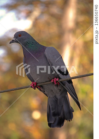 Close-up of Pigeon with Iridescent Feathers. High-quality portrait of a wild pigeon showcasing colorful neck plumage and sharp detail in a soft natural setting. Close-up of Pigeon with Iridescent Feathers. High-quality portrait of a wild pigeon showcasing colorful neck plumage and sharp detail in a soft natural setting. 136650740