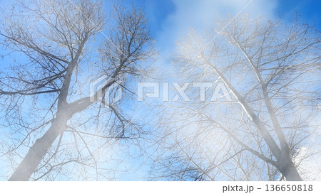 Winter Trees in Morning Fog. Bare branches of a winter tree reaching into a bright blue sky through a soft, ethereal morning mist and hazy white fog. Winter Trees in Morning Fog. Bare branches of a winter tree reaching into a bright blue sky through a soft, ethereal morning mist and hazy white fog. 136650818