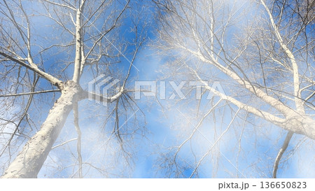 Winter Trees in Morning Fog. Bare branches of a winter tree reaching into a bright blue sky through a soft, ethereal morning mist and hazy white fog. 136650823