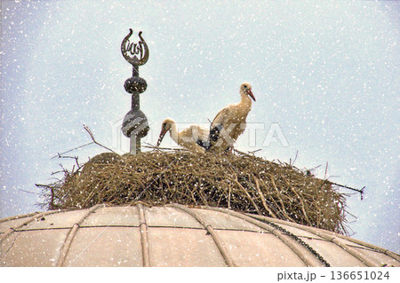 Storks Nesting on Mosque Dome in Winter Snow. White stork rests in a large twig nest atop a traditional mosque dome during a gentle winter snowfall, symbolizing peace and nature. Storks Nesting on Mosque Dome in Winter Snow. White stork rests in a large twig nest atop a traditional mosque dome during a gentle winter snowfall, symbolizing peace and nature. 136651024