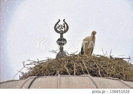 Storks Nesting on Mosque Dome in Winter Snow. White stork rests in a large twig nest atop a traditional mosque dome during a gentle winter snowfall, symbolizing peace and nature. Storks Nesting on Mosque Dome in Winter Snow. White stork rests in a large twig nest atop a traditional mosque dome during a gentle winter snowfall, symbolizing peace and nature. 136651026