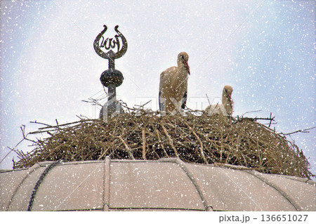 Storks Nesting on Mosque Dome in Winter Snow. White stork rests in a large twig nest atop a traditional mosque dome during a gentle winter snowfall, symbolizing peace and nature. Storks Nesting on Mosque Dome in Winter Snow. White stork rests in a large twig nest atop a traditional mosque dome during a gentle winter snowfall, symbolizing peace and nature. 136651027