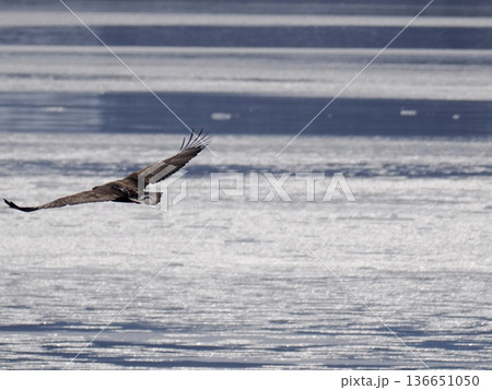 流氷とオジロワシ 流氷とオジロワシ 136651050