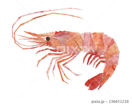 和紙で表現した甘エビの切り絵コラージュ 136651238