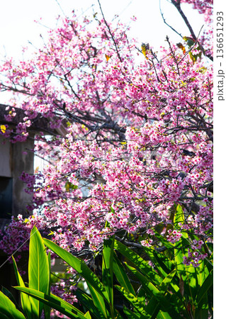 沖縄 満開の桜と月桃の葉 沖縄 満開の桜と月桃の葉 136651293