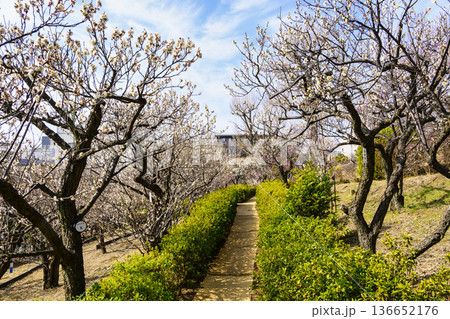 東京都　世田谷区　羽根木公園　梅園　梅まつり 136652176
