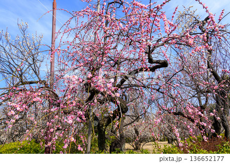 東京都　世田谷区　羽根木公園　梅園　梅まつり 136652177
