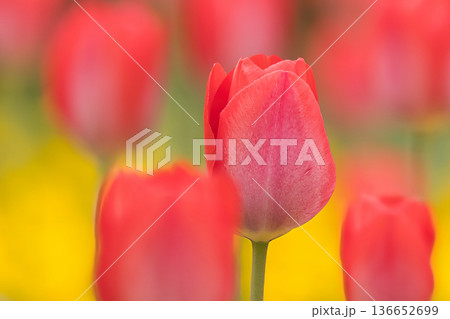 赤いチューリップ 136652699