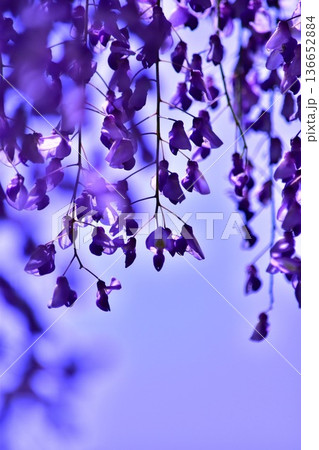 藤の花 藤の花 136652884