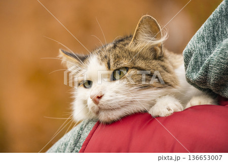 A beautiful tabby and white cat looks calmly into the distance while sitting on a red jacket. The warm autumn colors in the background create a cozy atmosphere for this pet portrait. 136653007