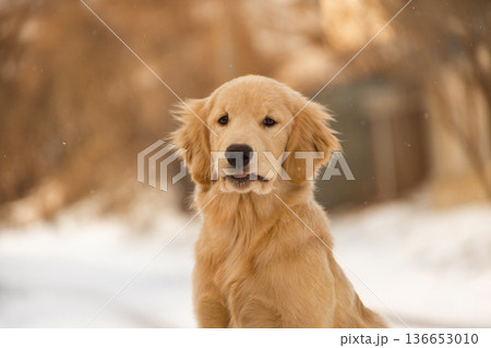 This cute puppy is pulling a funny face with its mouth slightly open. A humorous and charming portrait of a young dog in the winter This cute puppy is pulling a funny face with its mouth slightly open. A humorous and charming portrait of a young dog in the winter 136653010