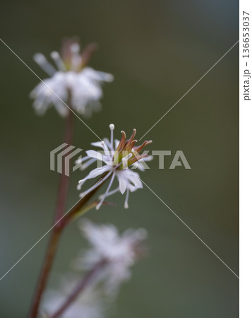 日本の早春の森に咲く妖精のようなセリバオウレン 136653037