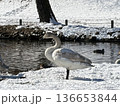 下野市烏ヶ森の池の雪の中の白鳥 136653844
