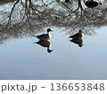 下野市烏ヶ森の池のカモ 136653848