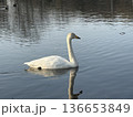 下野市烏ヶ森の池の白鳥 136653849