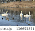下野市烏ヶ森の池の白鳥 136653851