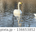 下野市烏ヶ森の池の白鳥 136653852