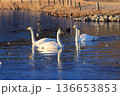 下野市烏ヶ森の池の白鳥 136653853