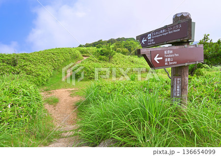 伊豆半島　夏の伊豆山稜線歩道　小達磨山に登る南側の入口　西伊豆スカイライン 136654099