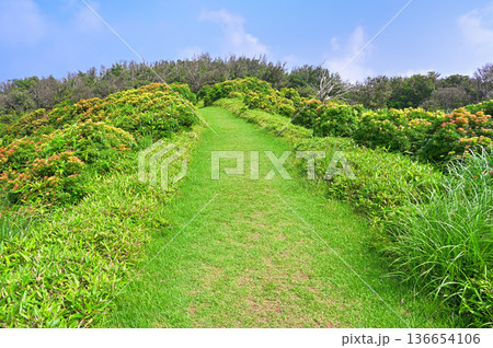 伊豆半島の伊豆山稜線歩道 小達磨山のアセビの彩りの中を歩く縦走路 伊豆半島の伊豆山稜線歩道 小達磨山のアセビの彩りの中を歩く縦走路 136654106