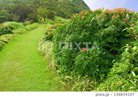 伊豆半島の伊豆山稜線歩道 小達磨山のアセビの彩りの中を歩く縦走路 伊豆半島の伊豆山稜線歩道 小達磨山のアセビの彩りの中を歩く縦走路 136654107