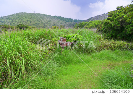 伊豆半島の伊豆山稜線歩道 夏の小達磨山より望む金冠山 伊豆半島の伊豆山稜線歩道 夏の小達磨山より望む金冠山 136654109