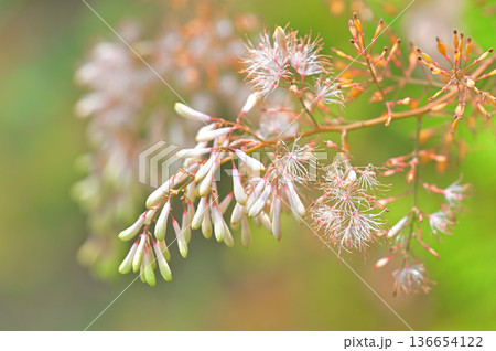 伊豆半島の伊豆山稜線歩道　だるま山高原　タケニグサ 136654122