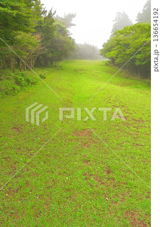 伊豆半島の伊豆山稜線歩道　金冠山　だるま山高原の広い登山道 136654192