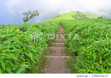 伊豆半島　夏の伊豆山稜線歩道　山霧の達磨山　緑の中の一本道 136654227