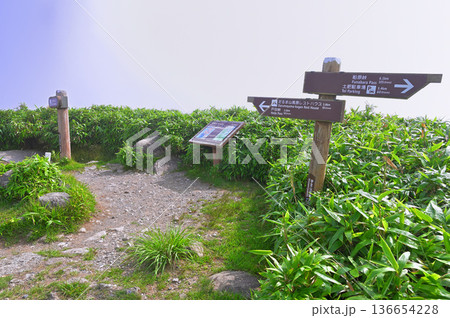 伊豆半島の伊豆山稜線歩道 夏の達磨山山頂 伊豆半島の伊豆山稜線歩道 夏の達磨山山頂 136654228