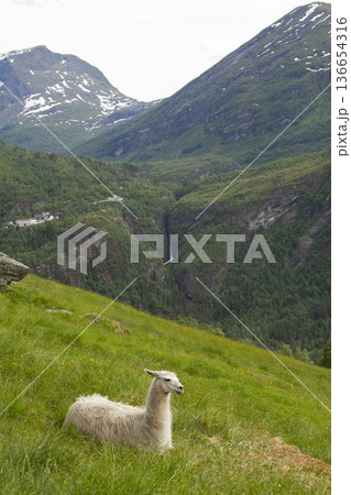 llama in the mountains. llama in the mountains. 136654316