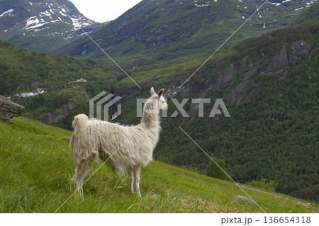 llama in the mountains. 136654318