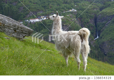 llama in the mountains. llama in the mountains. 136654319
