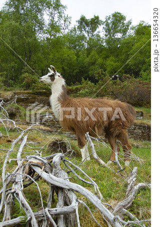 llama in the mountains. 136654320