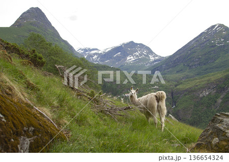 llama in the mountains. 136654324