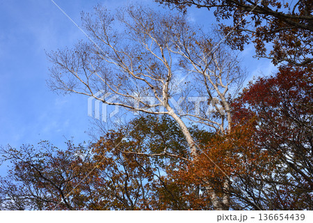 那須平成の森 2025-11-2 #22 那須平成の森 2025-11-2 #22 136654439