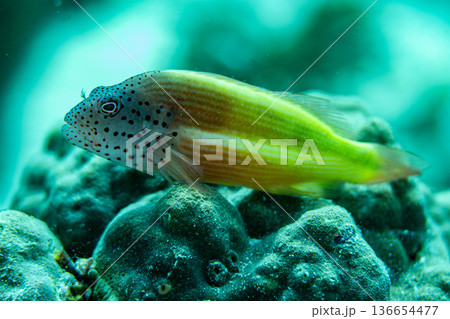 ホシゴンベ（学名：Paracirrhites forsteri） 136654477