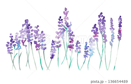 水彩画。水彩タッチのラベンダーベクターイラスト。ラベンダーの春植物背景。 136654489