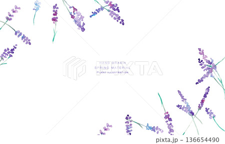 水彩画。水彩タッチのラベンダーベクターイラスト。ラベンダーの春植物背景。 水彩画。水彩タッチのラベンダーベクターイラスト。ラベンダーの春植物背景。 136654490