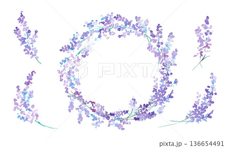 水彩画。水彩タッチのラベンダーベクターイラスト。ラベンダーの春植物背景。 136654491