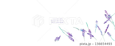水彩画。水彩タッチのラベンダーベクターイラスト。ラベンダーの春植物背景。 水彩画。水彩タッチのラベンダーベクターイラスト。ラベンダーの春植物背景。 136654493