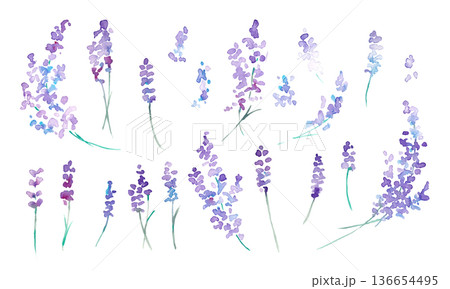 水彩画。水彩タッチのラベンダーベクターイラスト。ラベンダーの春植物背景。 水彩画。水彩タッチのラベンダーベクターイラスト。ラベンダーの春植物背景。 136654495