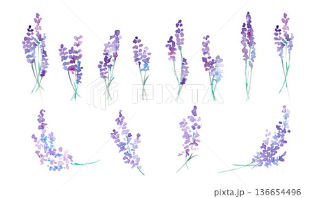 水彩画。水彩タッチのラベンダーベクターイラスト。ラベンダーの春植物背景。 水彩画。水彩タッチのラベンダーベクターイラスト。ラベンダーの春植物背景。 136654496