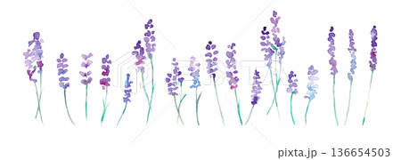 水彩画。水彩タッチのラベンダーベクターイラスト。ラベンダーの春植物背景。 水彩画。水彩タッチのラベンダーベクターイラスト。ラベンダーの春植物背景。 136654503