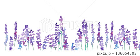 水彩画。水彩タッチのラベンダーベクターイラスト。ラベンダーの春植物背景。 136654505