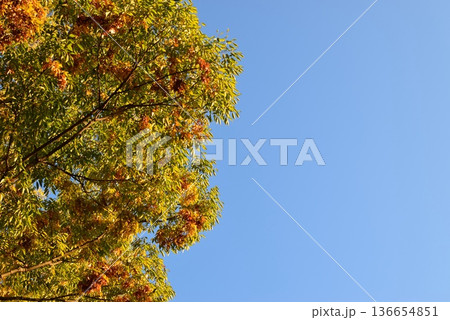 紅葉した木と青空 136654851