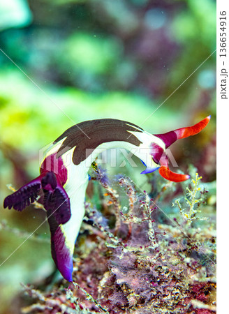 チギルウミウシ（学名：Nembrotha chamberlaini） 136654916