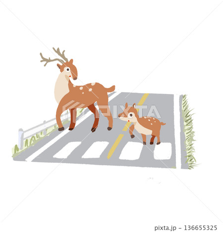 横断歩道を渡る鹿の親子 交通安全と野生動物飛び出し注意イラスト 横断歩道を渡る鹿の親子 交通安全と野生動物飛び出し注意イラスト 136655325